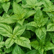 basil 300