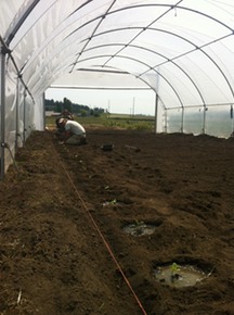 Hoop House Melons