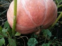 IMG 0099