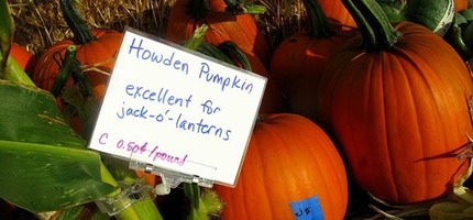Jack-O-Lantern Time