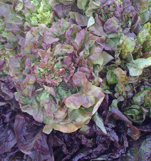 lettuce
