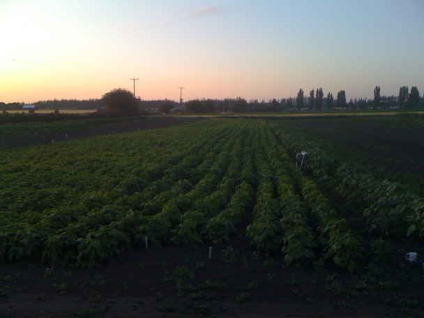 Rockwells and sunflowers