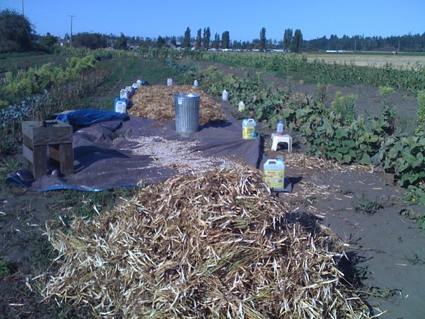 Rockwells drying in sun